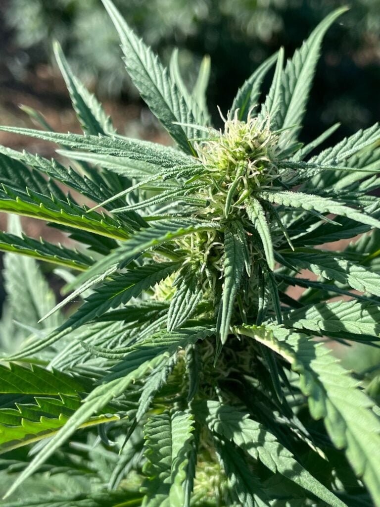 Groing cannabis flower.