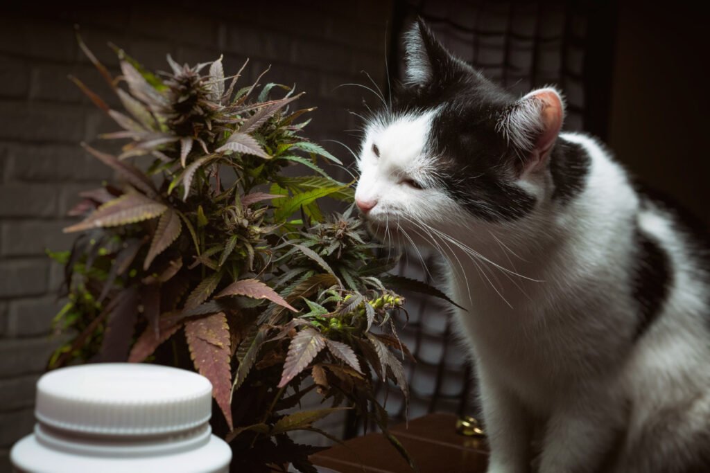 Katt doftar på cannabis